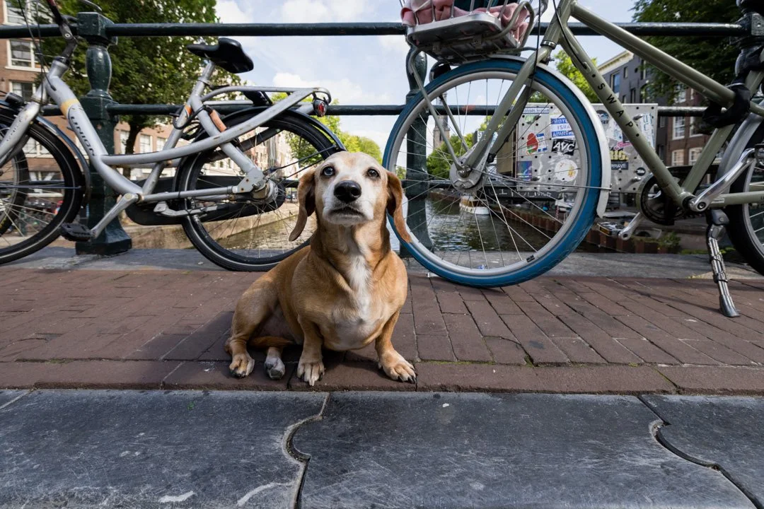 arf_wag_paws_around_the_world_by_michel_rohner_arf_and_wag_web-48.JPG
