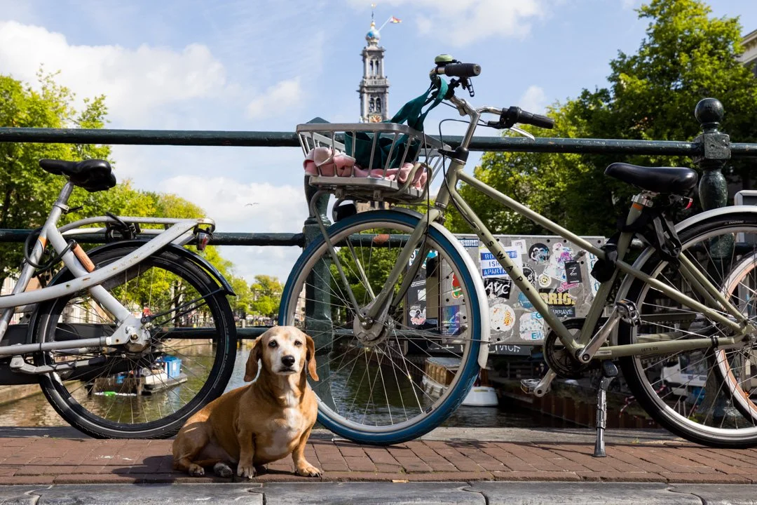 arf_wag_paws_around_the_world_by_michel_rohner_arf_and_wag_web-49.JPG