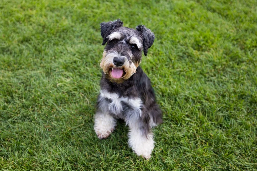 arf_wag_paws_around_the_world_by_michel_rohner_arf_and_wag_web-34.JPG
