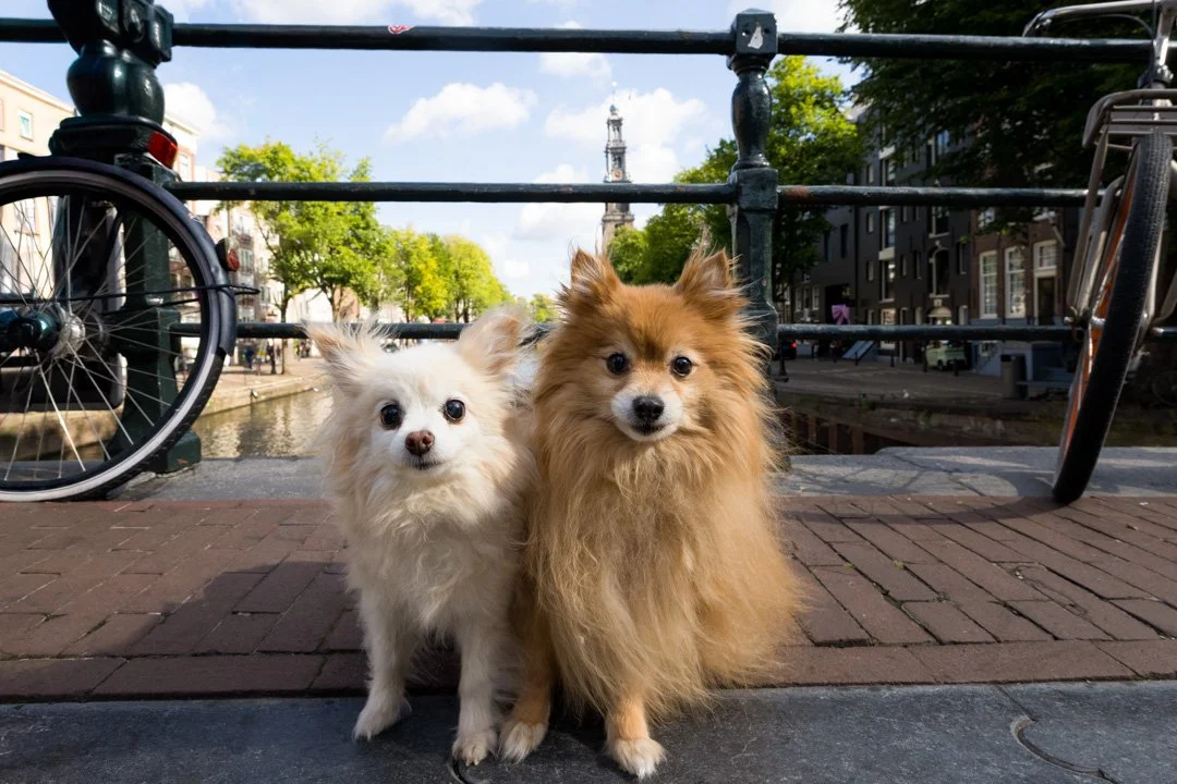arf_wag_paws_around_the_world_by_michel_rohner_arf_and_wag_web-38.JPG