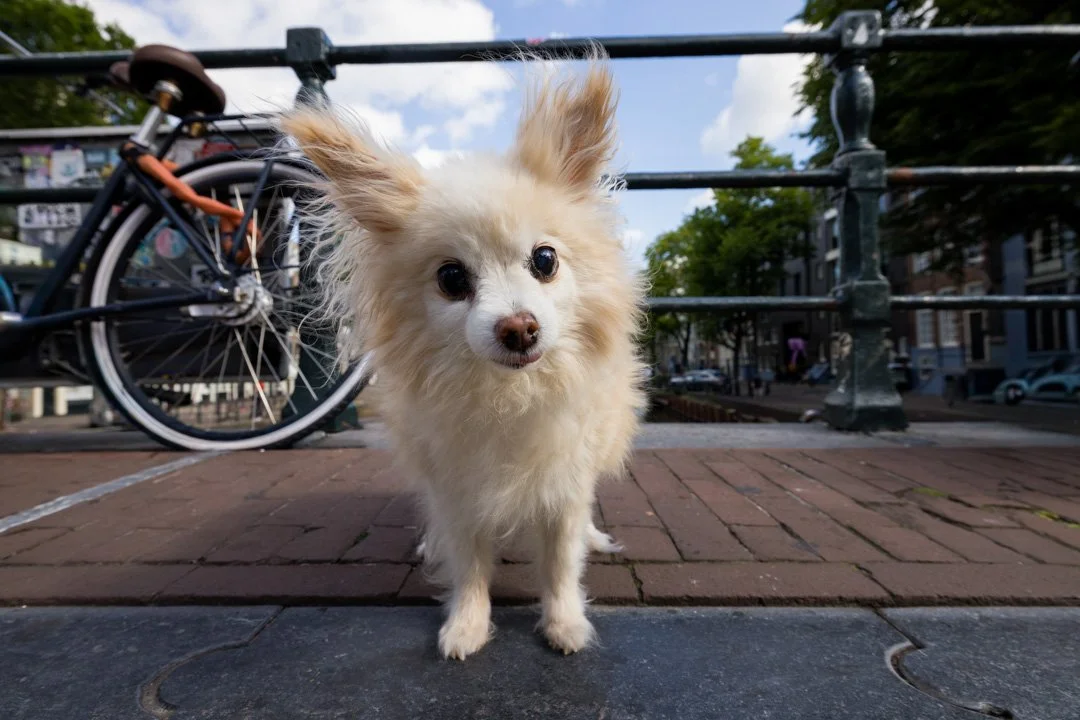 arf_wag_paws_around_the_world_by_michel_rohner_arf_and_wag_web-39.JPG
