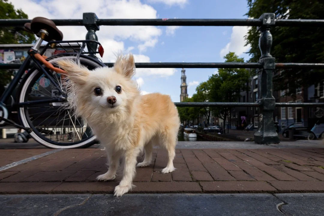 arf_wag_paws_around_the_world_by_michel_rohner_arf_and_wag_web-40.JPG