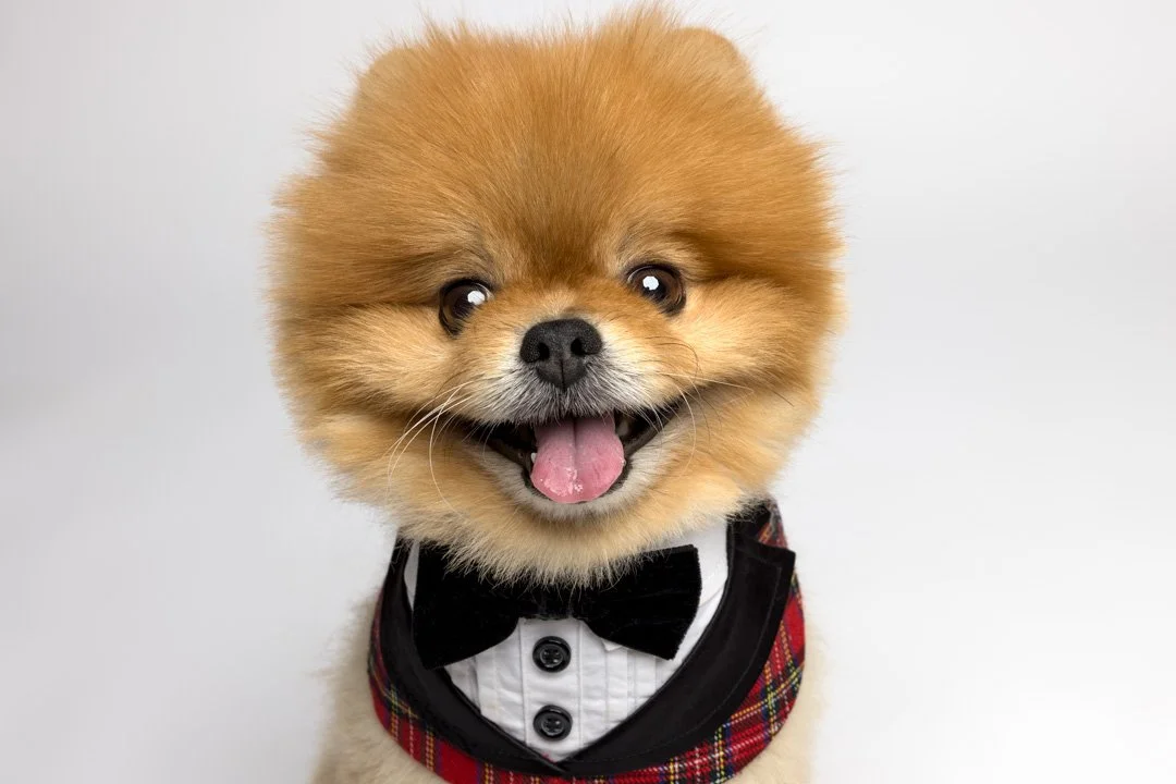 arf_wag_paws_around_the_world_by_michel_rohner_arf_and_wag_kaming_web-6.JPG