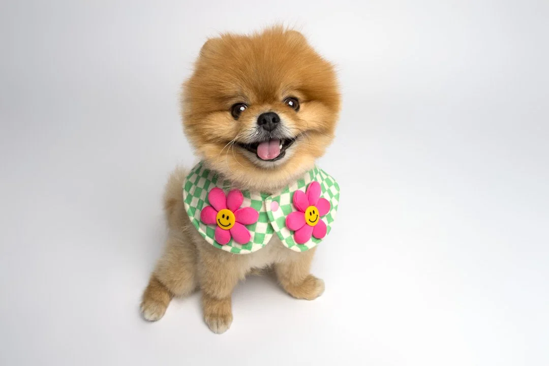 arf_wag_paws_around_the_world_by_michel_rohner_arf_and_wag_kaming_web-14.JPG