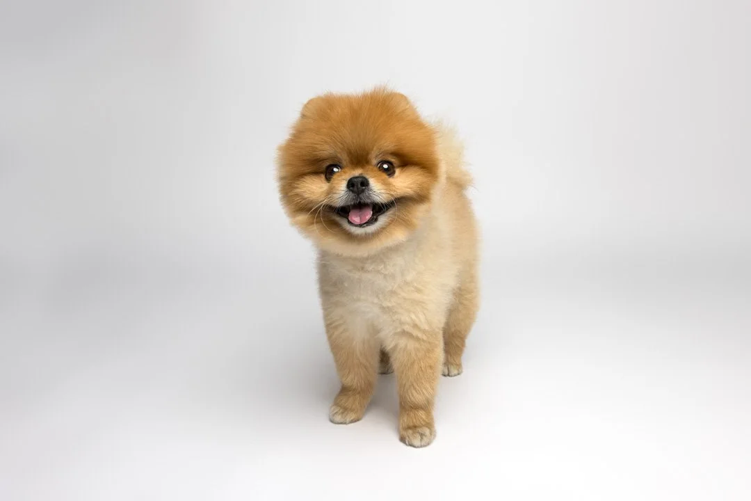 arf_wag_paws_around_the_world_by_michel_rohner_arf_and_wag_kaming_web-17.JPG