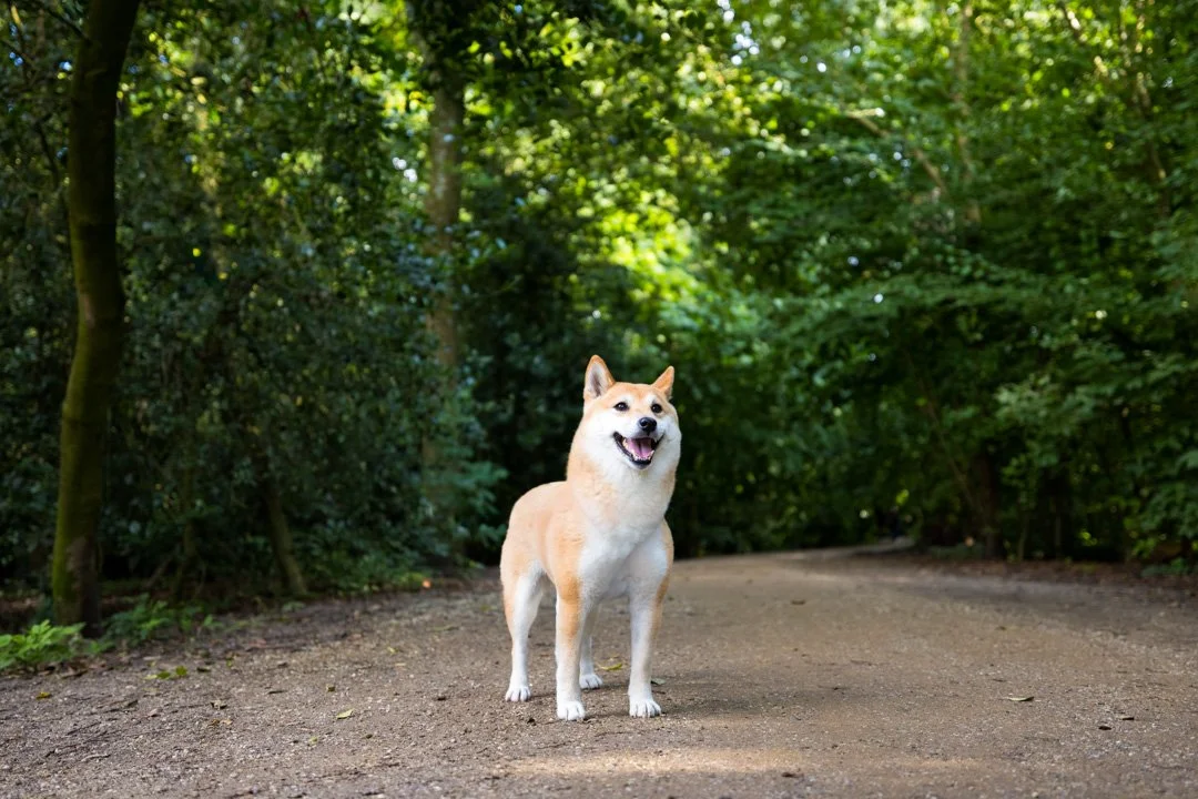 arf_wag_paws_around_the_world_by_michel_rohner_arf_and_wag_web-23.JPG