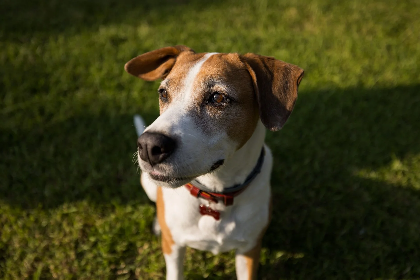 arf_wag_michel_rohner_brownie-web-9.JPG