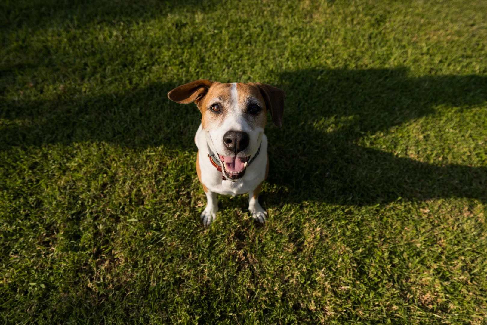 arf_wag_michel_rohner_brownie-web-7.JPG