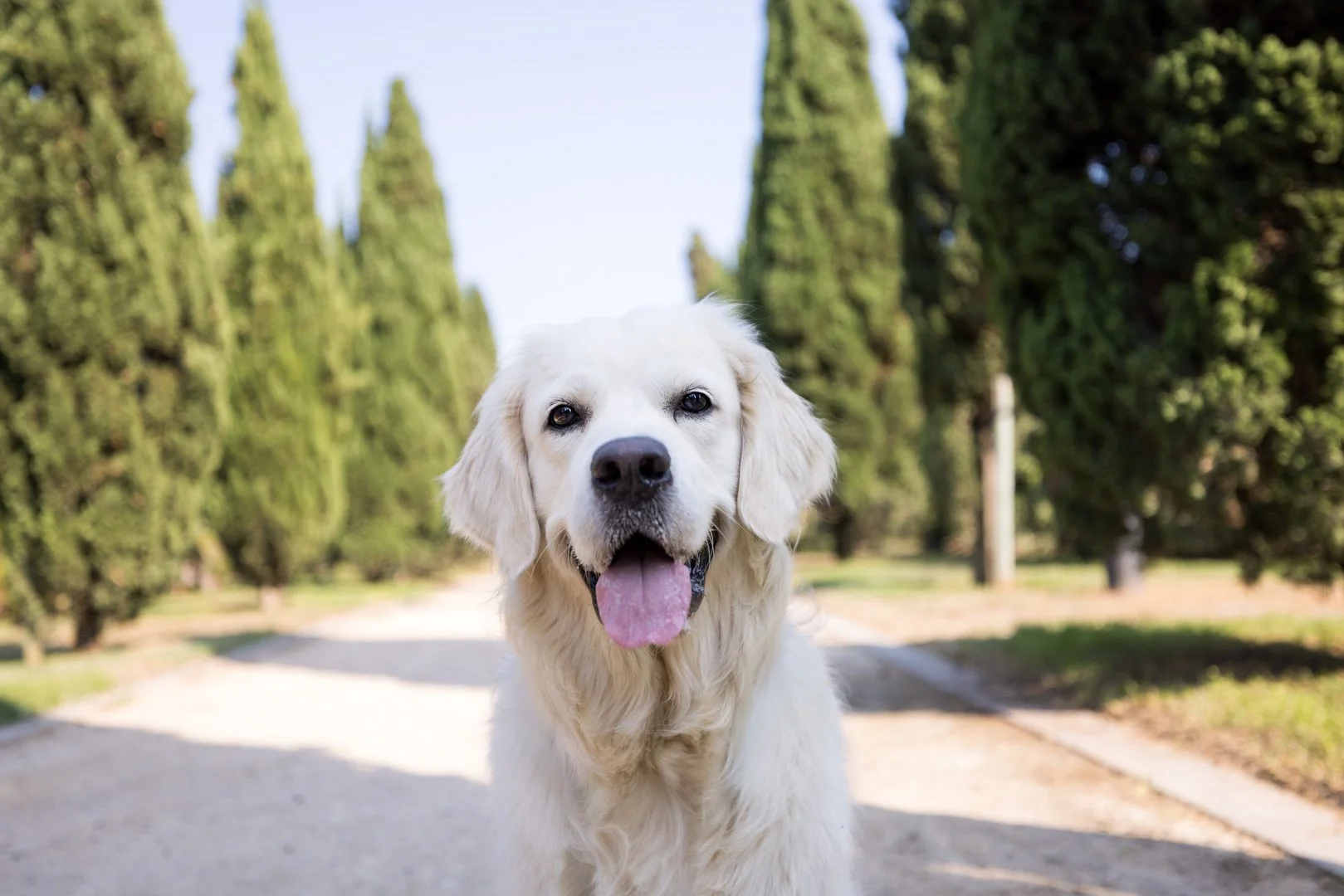 arf_wag_michel_rohner_nacho_baily_web-2.JPG