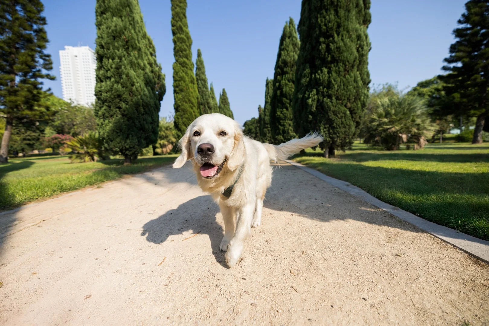 arf_wag_michel_rohner_nacho_baily_web-3.JPG