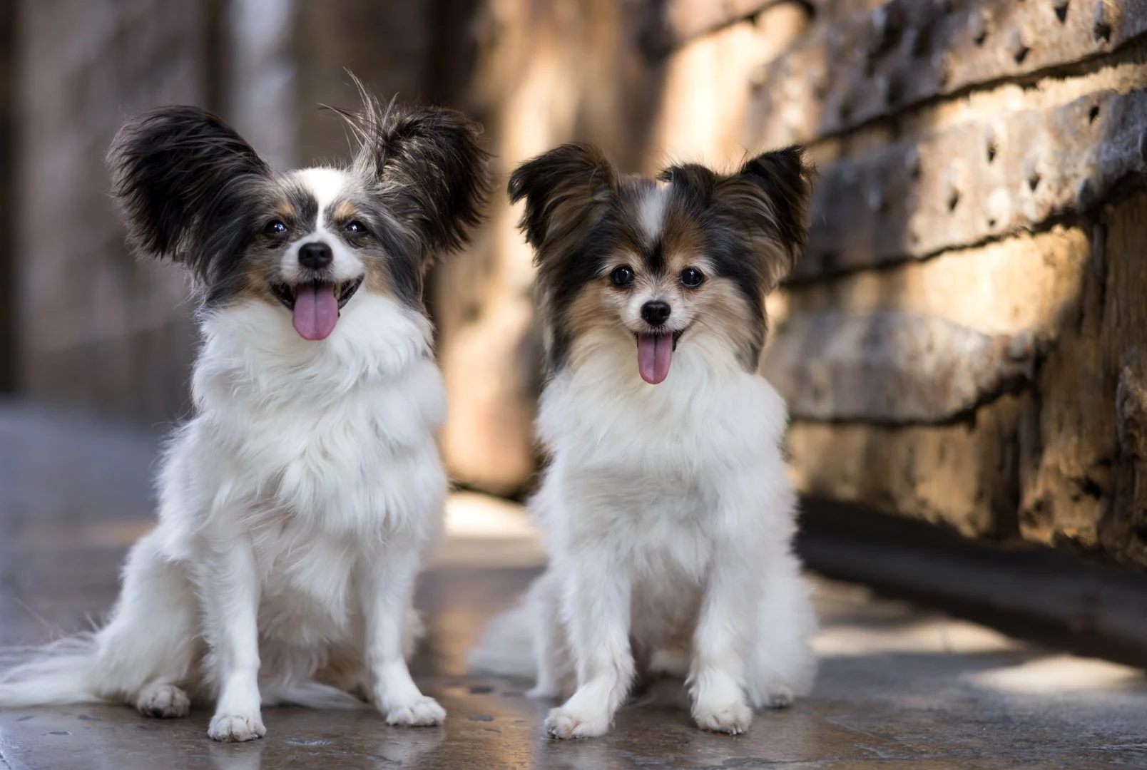 arf_wag_michel_rohner_nacho_violeta_axel_web-2.JPG