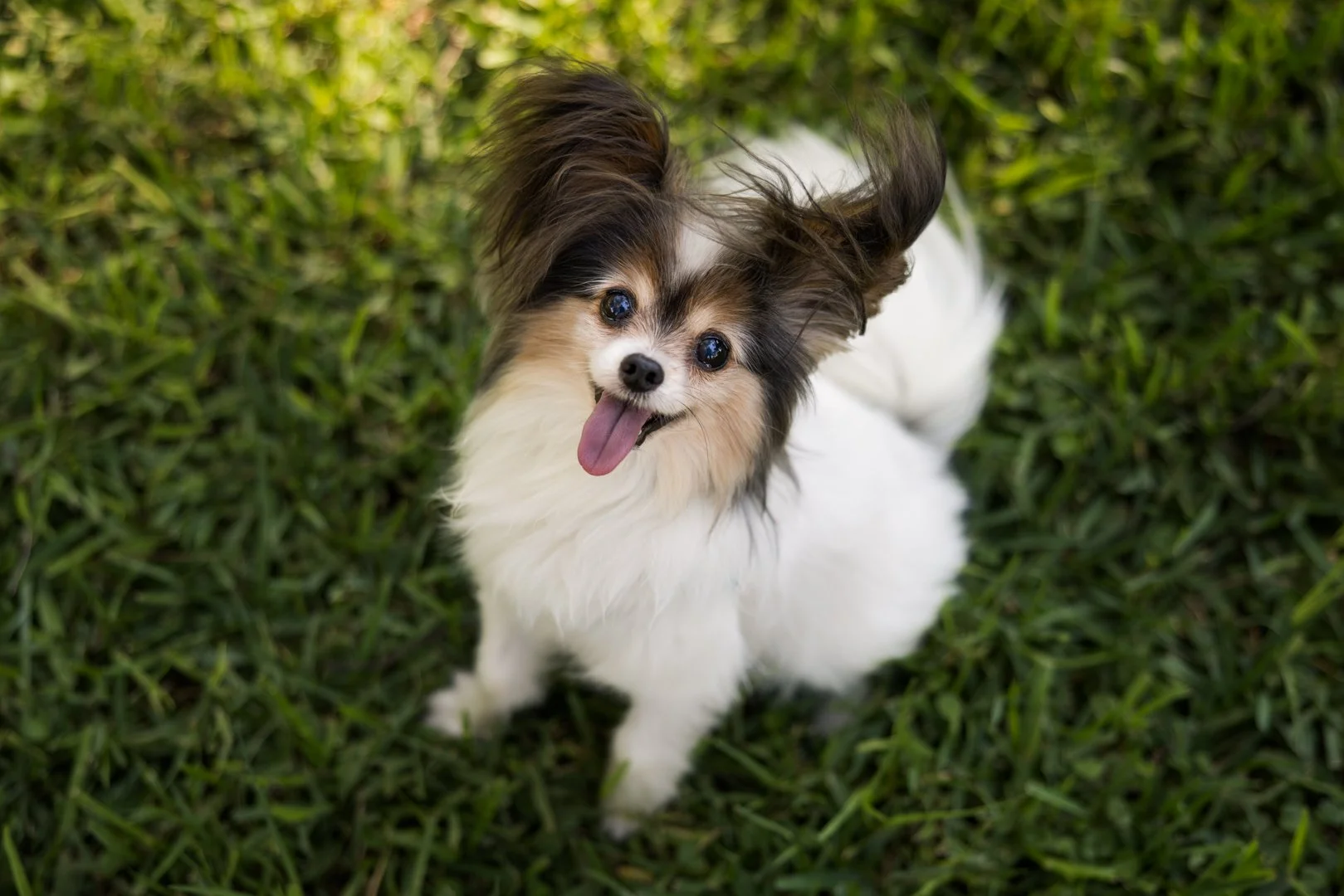 arf_wag_michel_rohner_nacho_violeta_axel_web-4.JPG