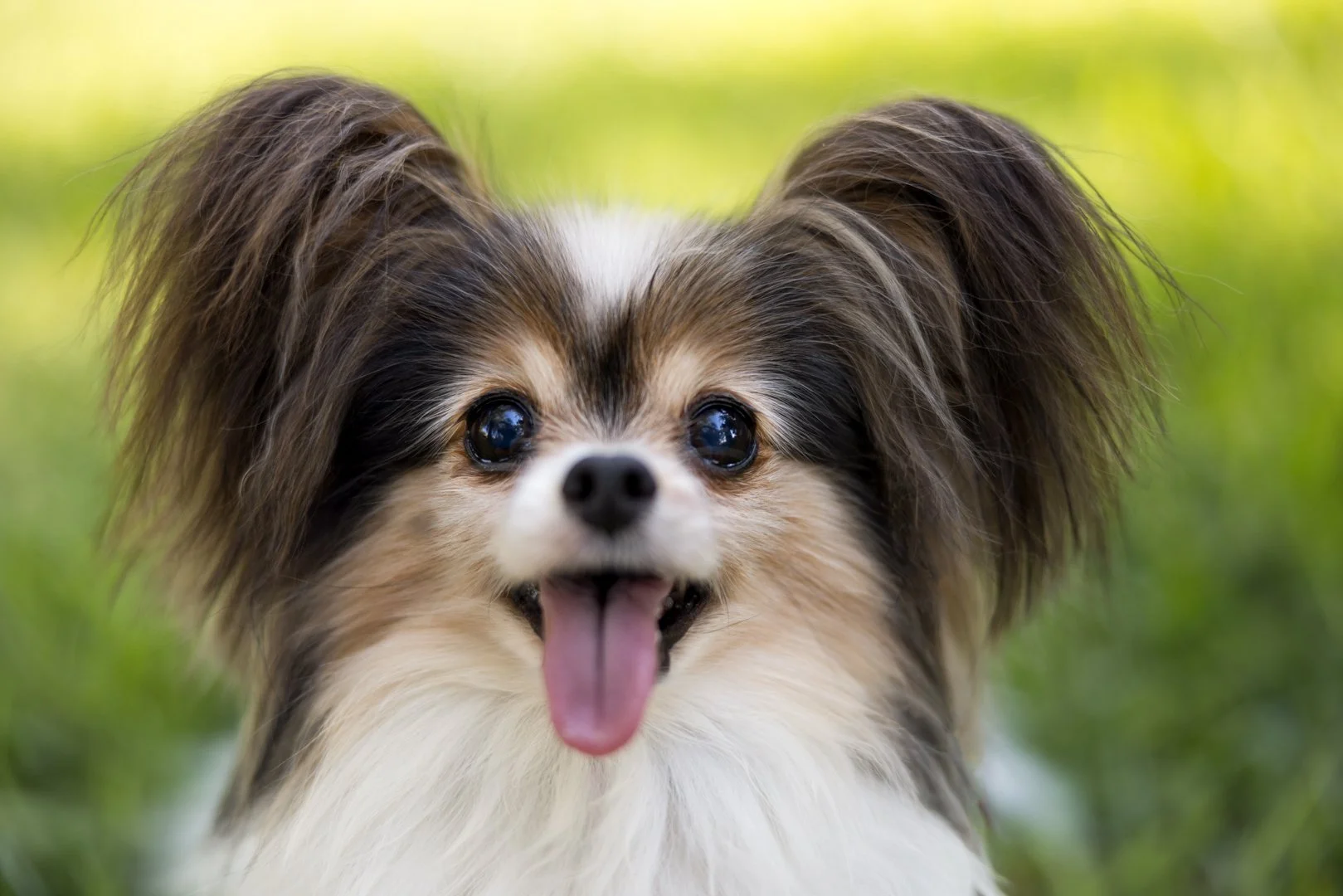 arf_wag_michel_rohner_nacho_violeta_axel_web-6.JPG