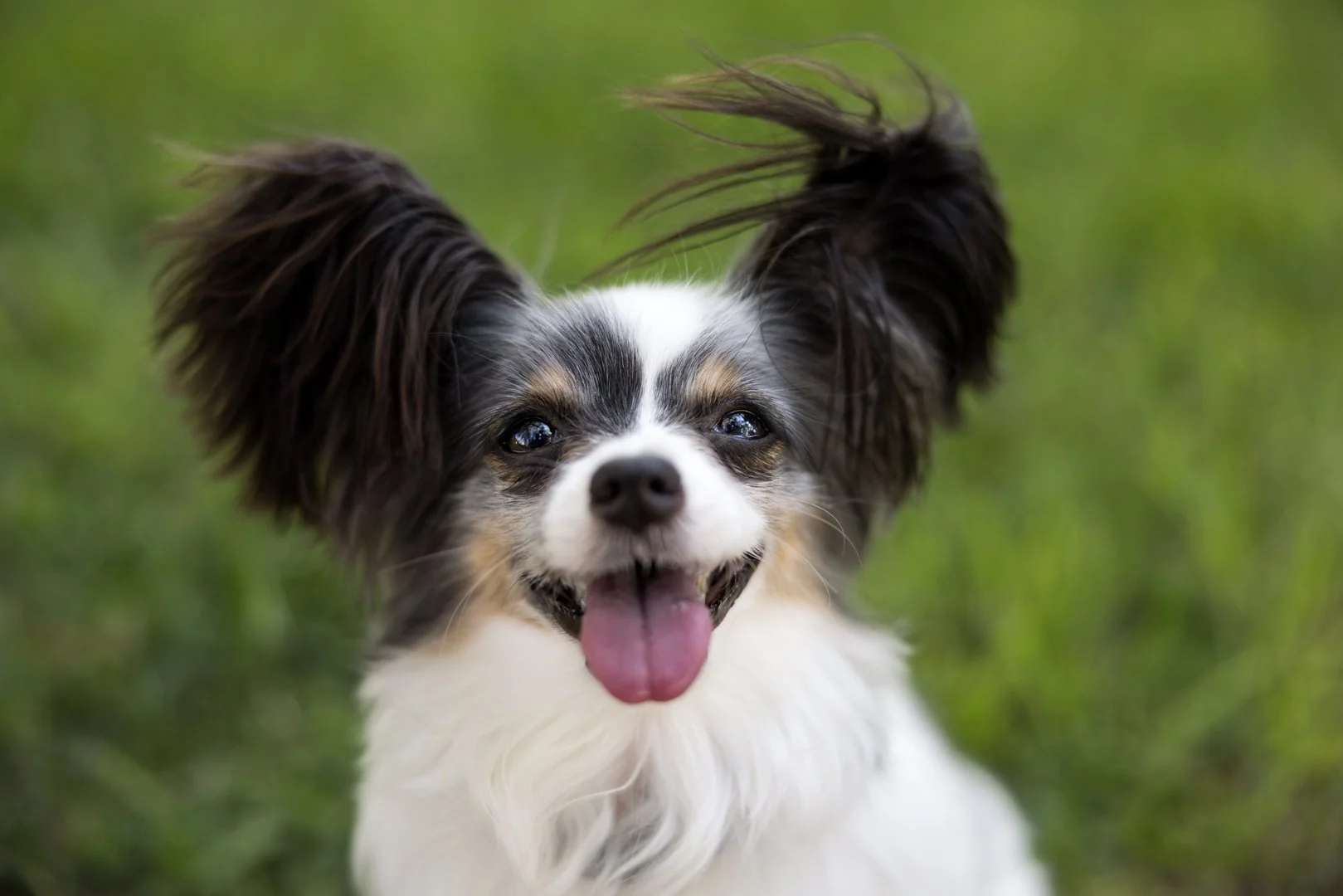 arf_wag_michel_rohner_nacho_violeta_axel_web-7.JPG