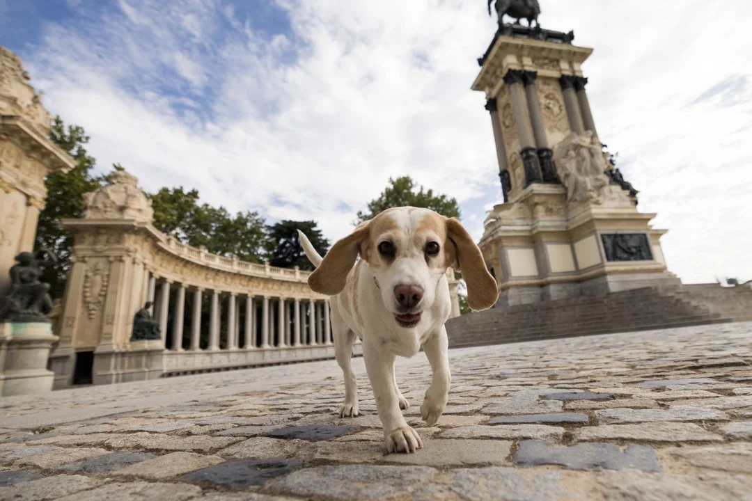 arf_wag_michel_rohner_nova-w-5.JPG