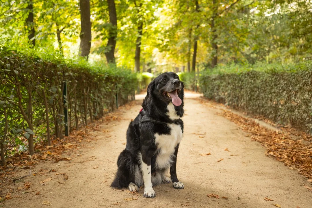 arf_wag_studio_turron-w-1.JPG
