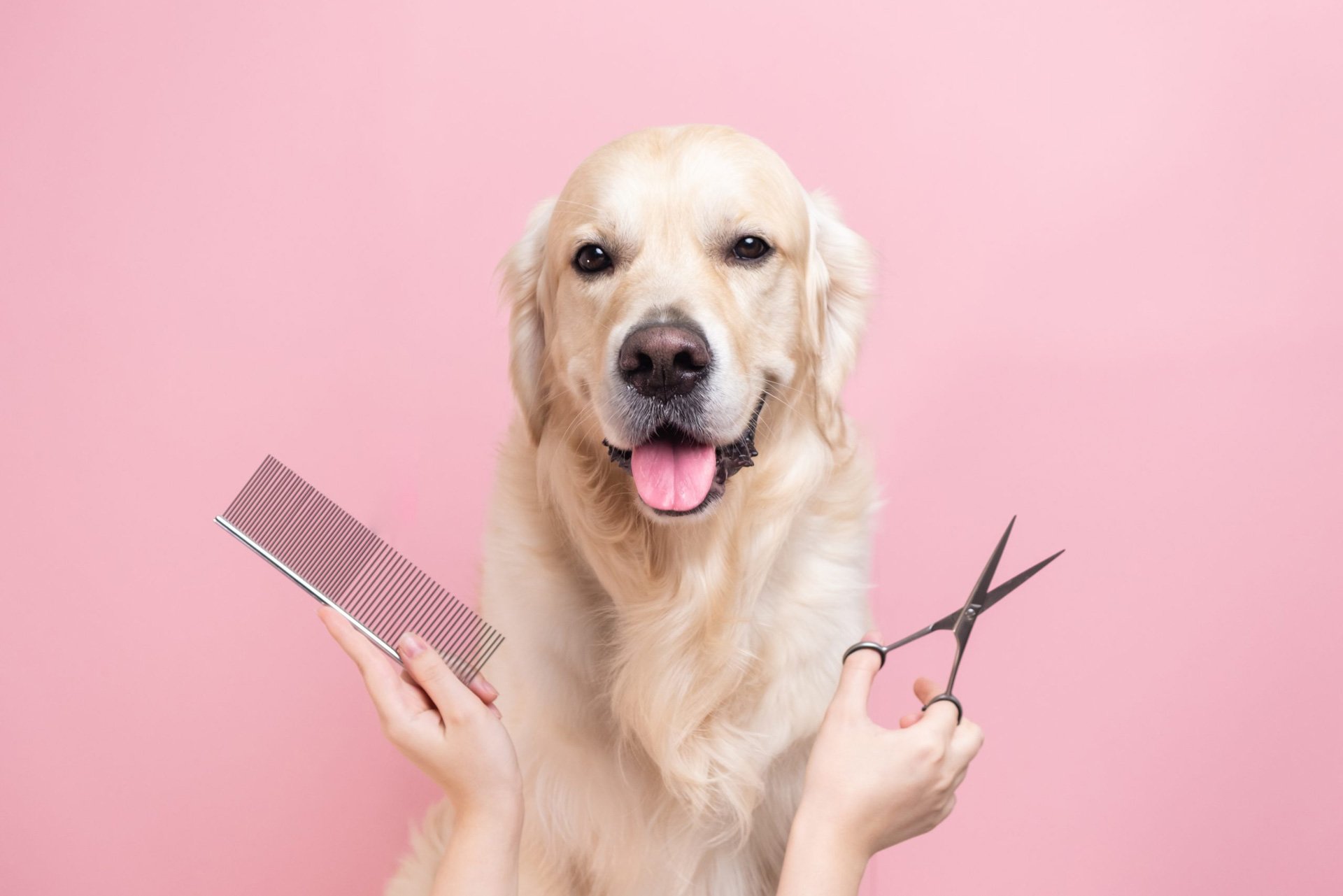 Get Your Pet Camera-Ready: A Guide to Help Them Look Their Best