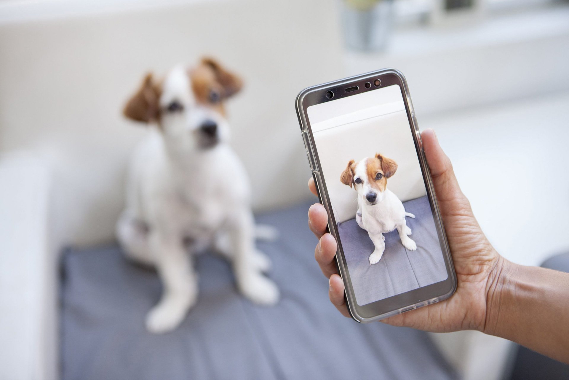 10 DIY Pet Photography Tips for Captivating Photos with Your Mobile Phone