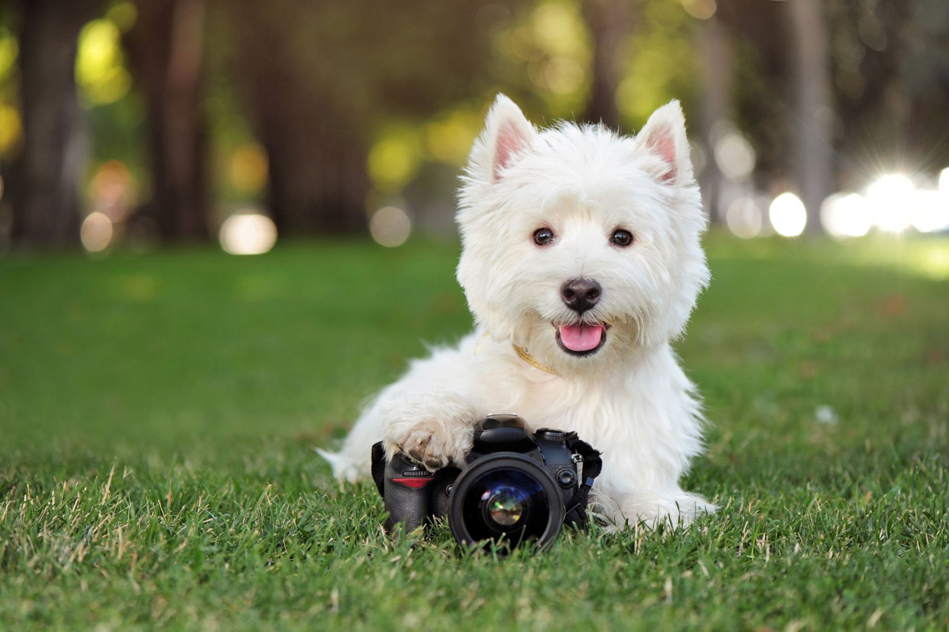 Tips for Preparing Your Pet for a Photo Session