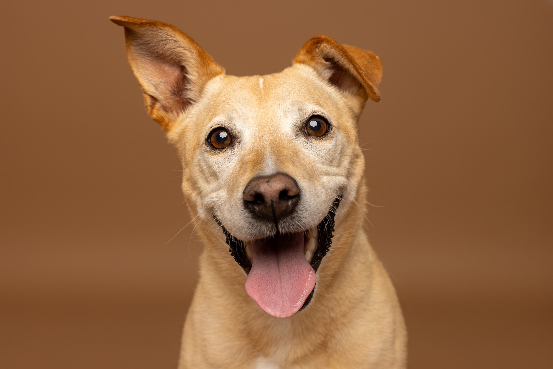 How to Capture Your Pet’s Personality