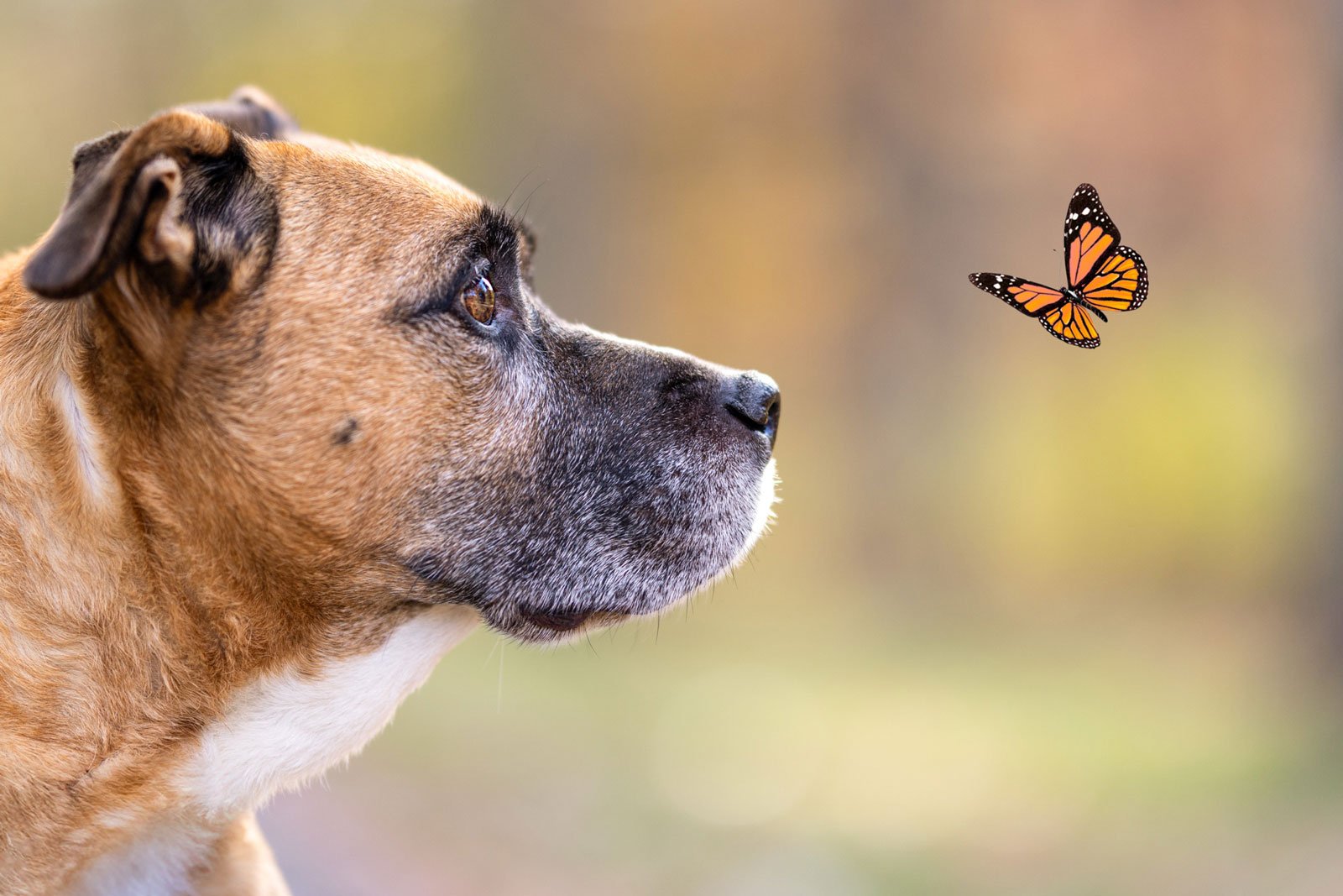 The Importance of Patience in Pet Photography