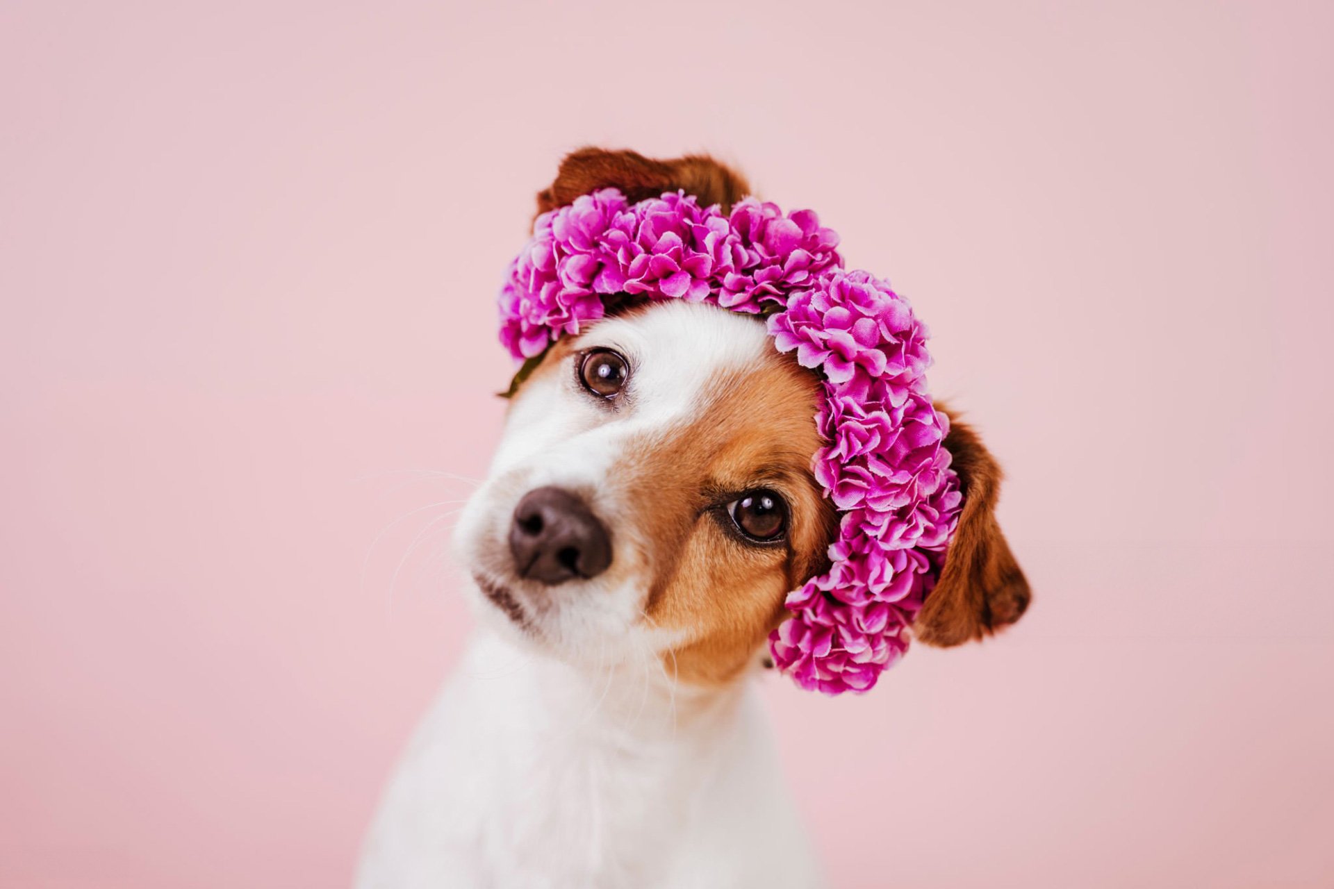 The Best Accessories and Props for Your Pet’s Spring 2025 Photo Session