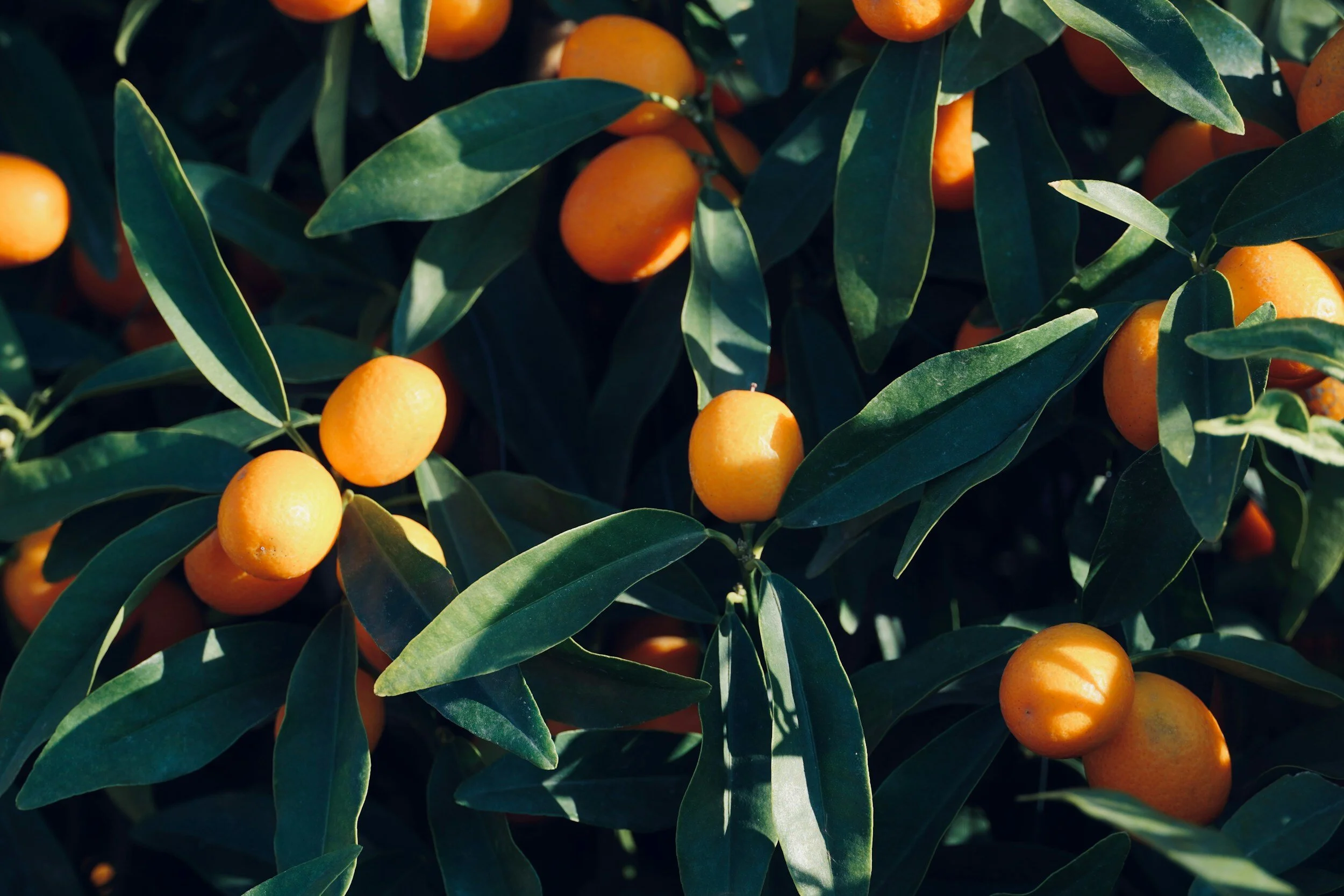 Orange kumquats growing on a tree among green leaves.
