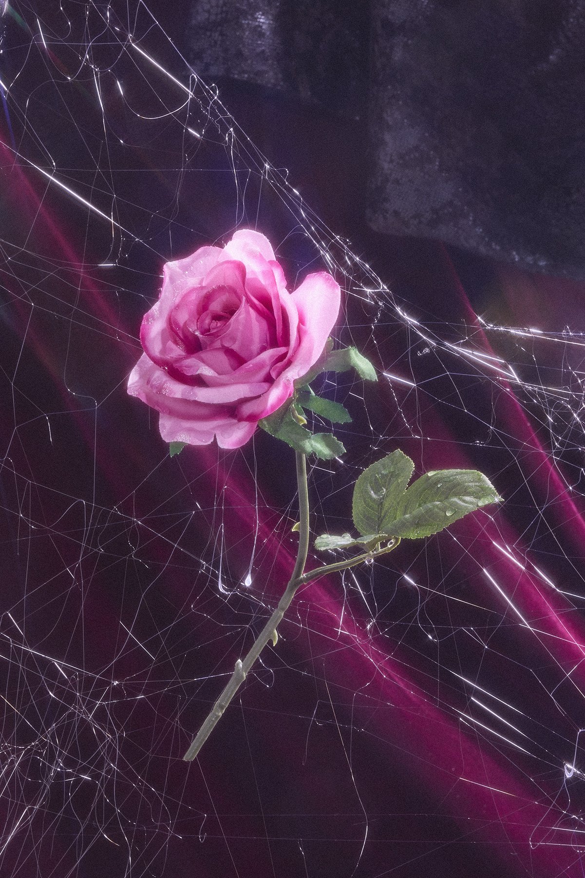 StephaniePrice_Rose_Stillife.jpg