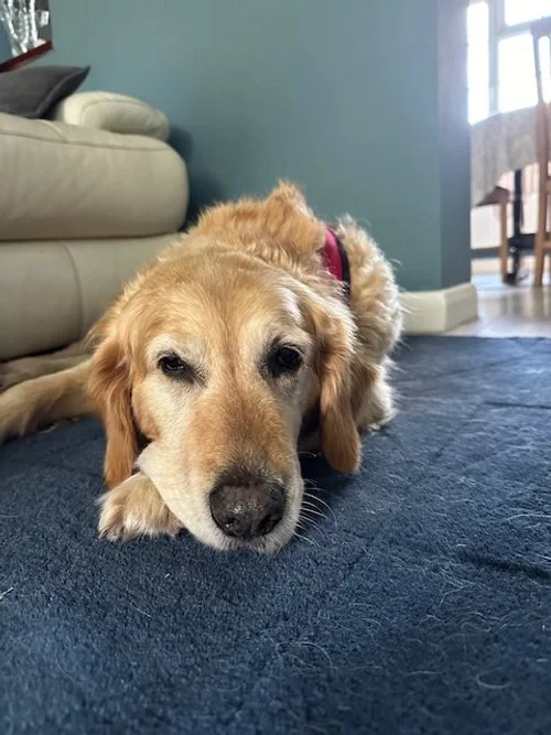 Elderly dog physio.jpg