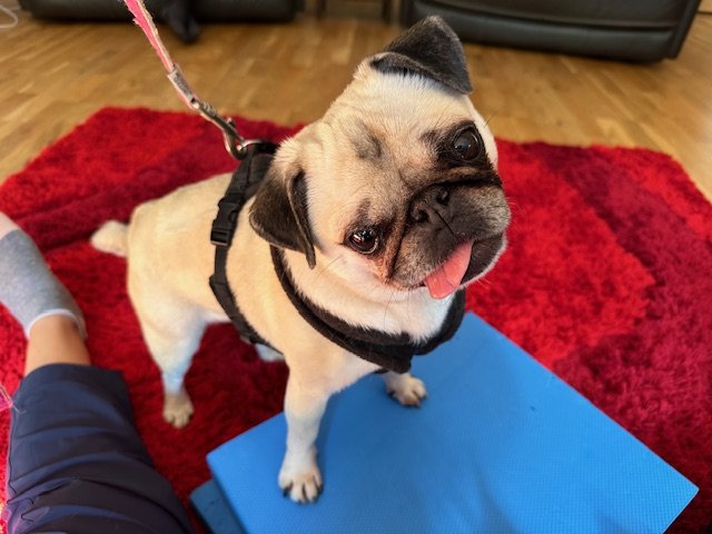 Dog IVDD spinal surgery.jpg