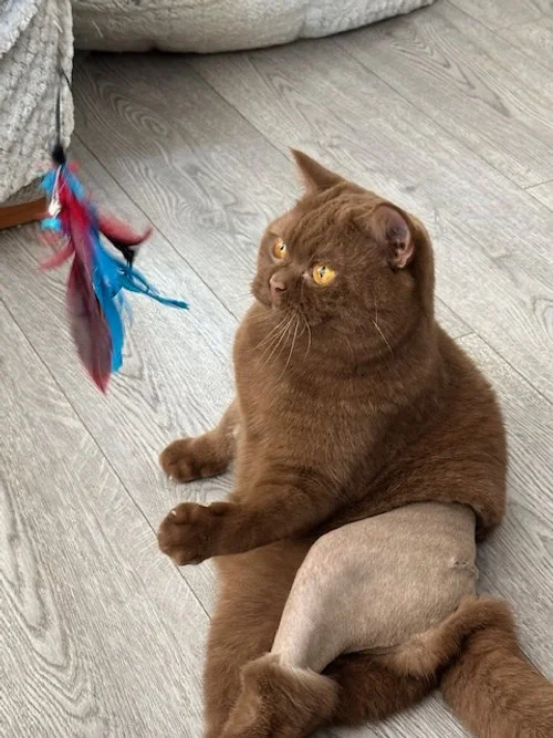 Cat physio post surgery.jpg