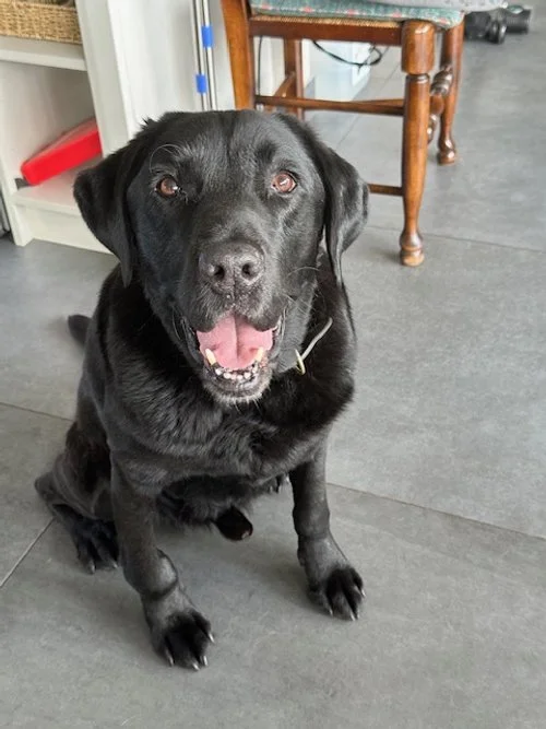 Dog arthritis Carpus.jpg