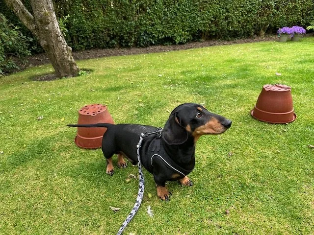 Physio post spinal surgery dachshund.jpg