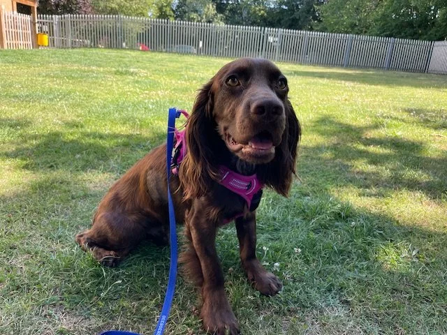 Dog conservative spinal injury.jpg