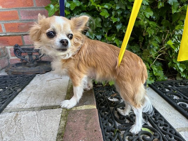 Conservative stifle in dog.jpg