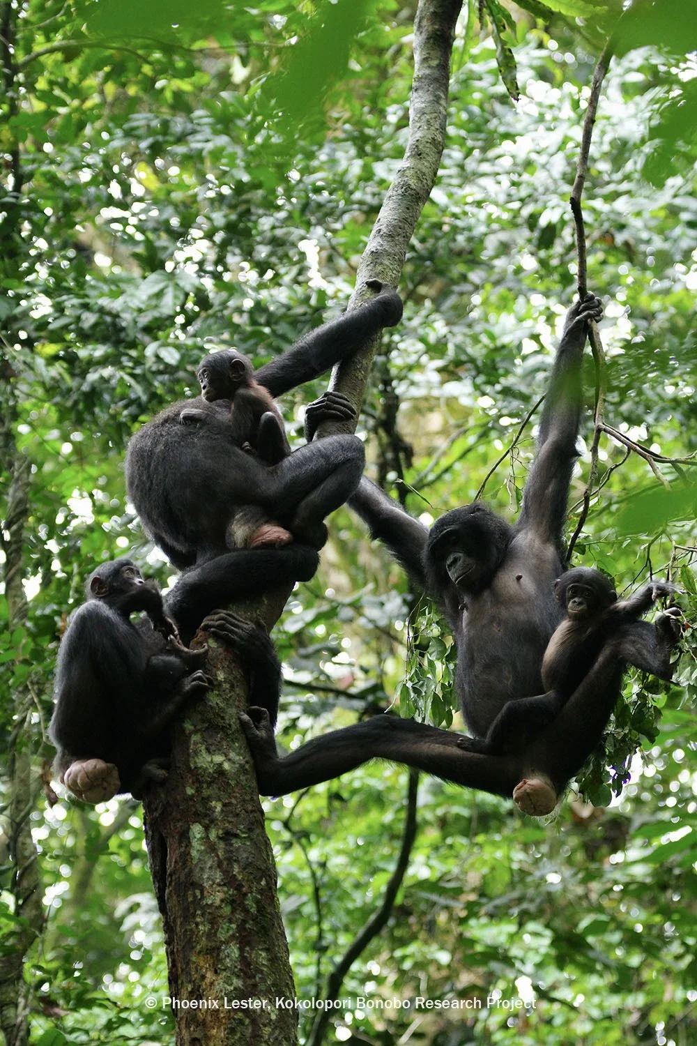 group of adult and juvenile bonobos in tree