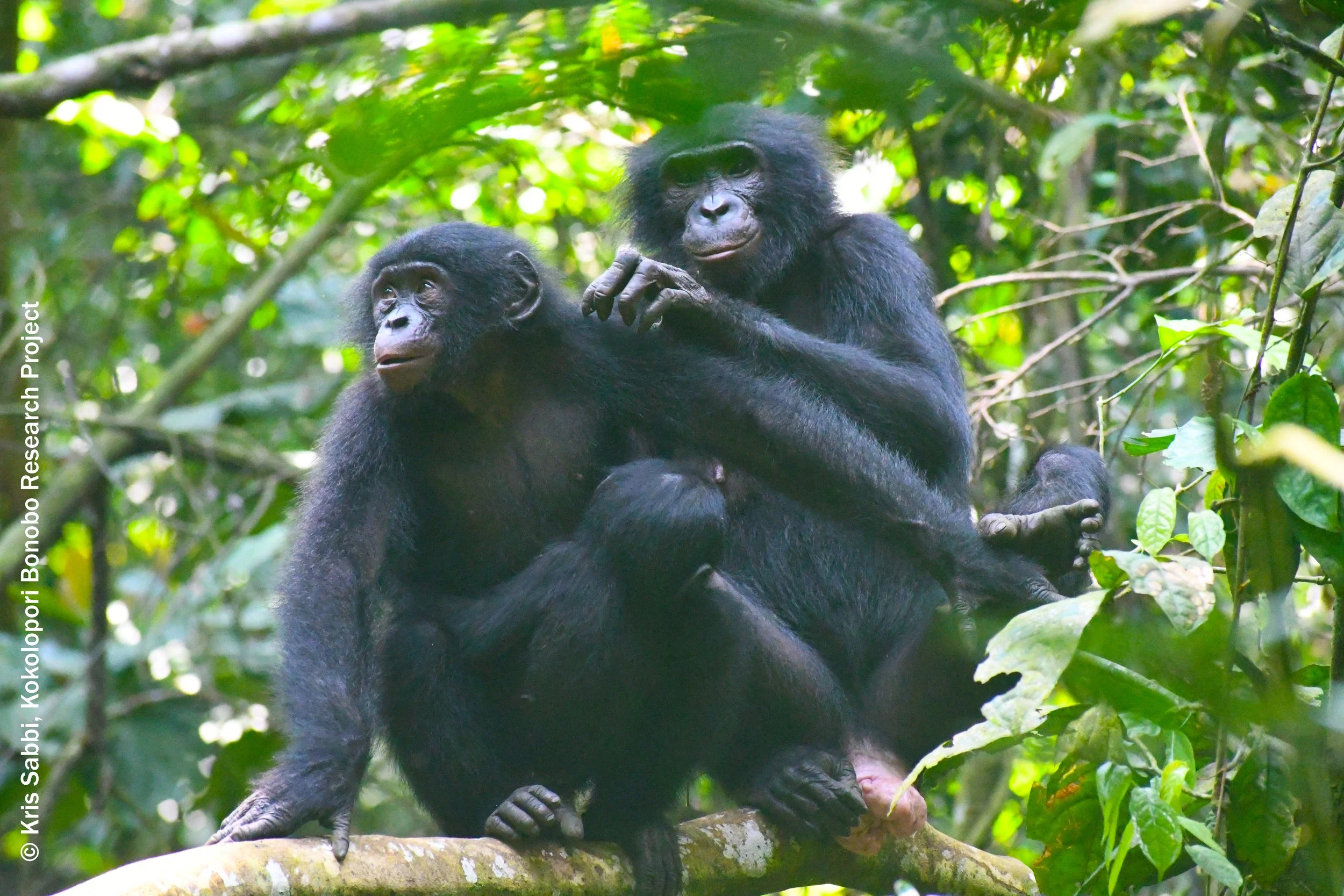 2025: The Year in Bonobos