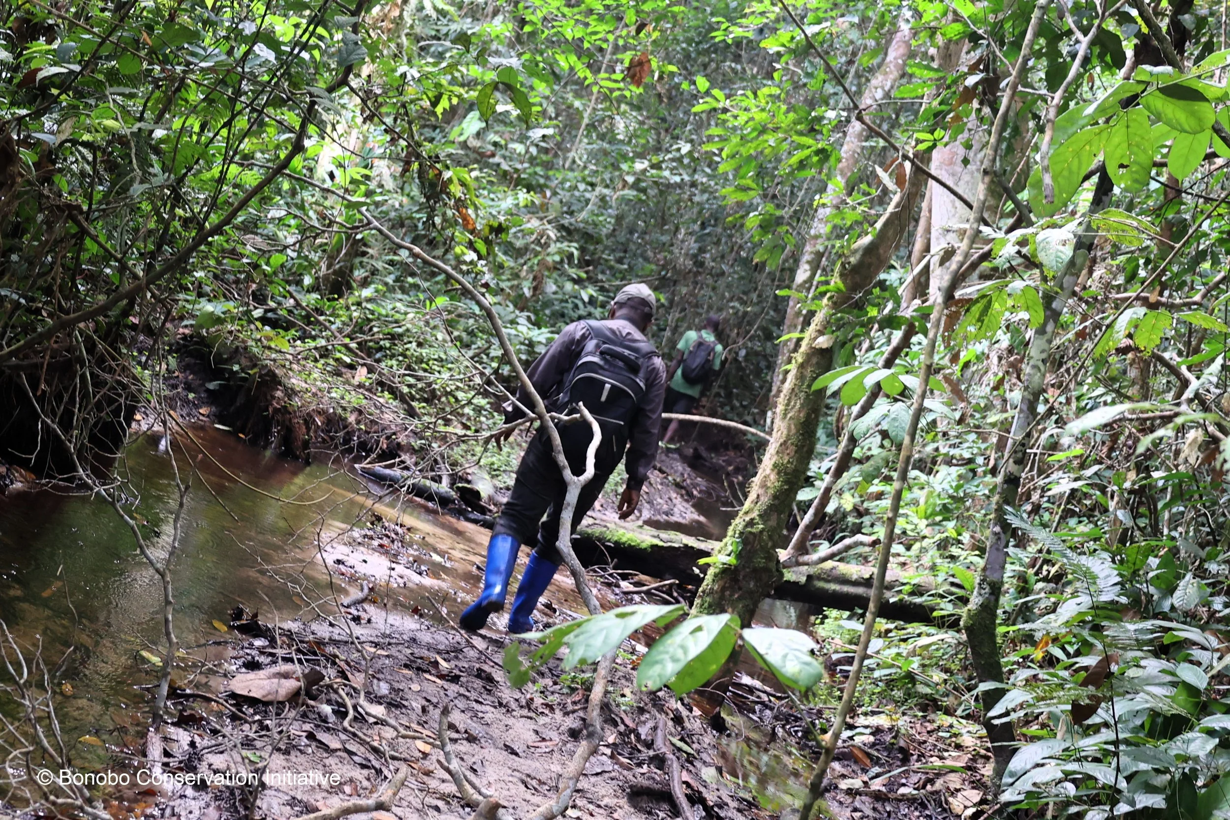 New Research Project in the Peace Forest 