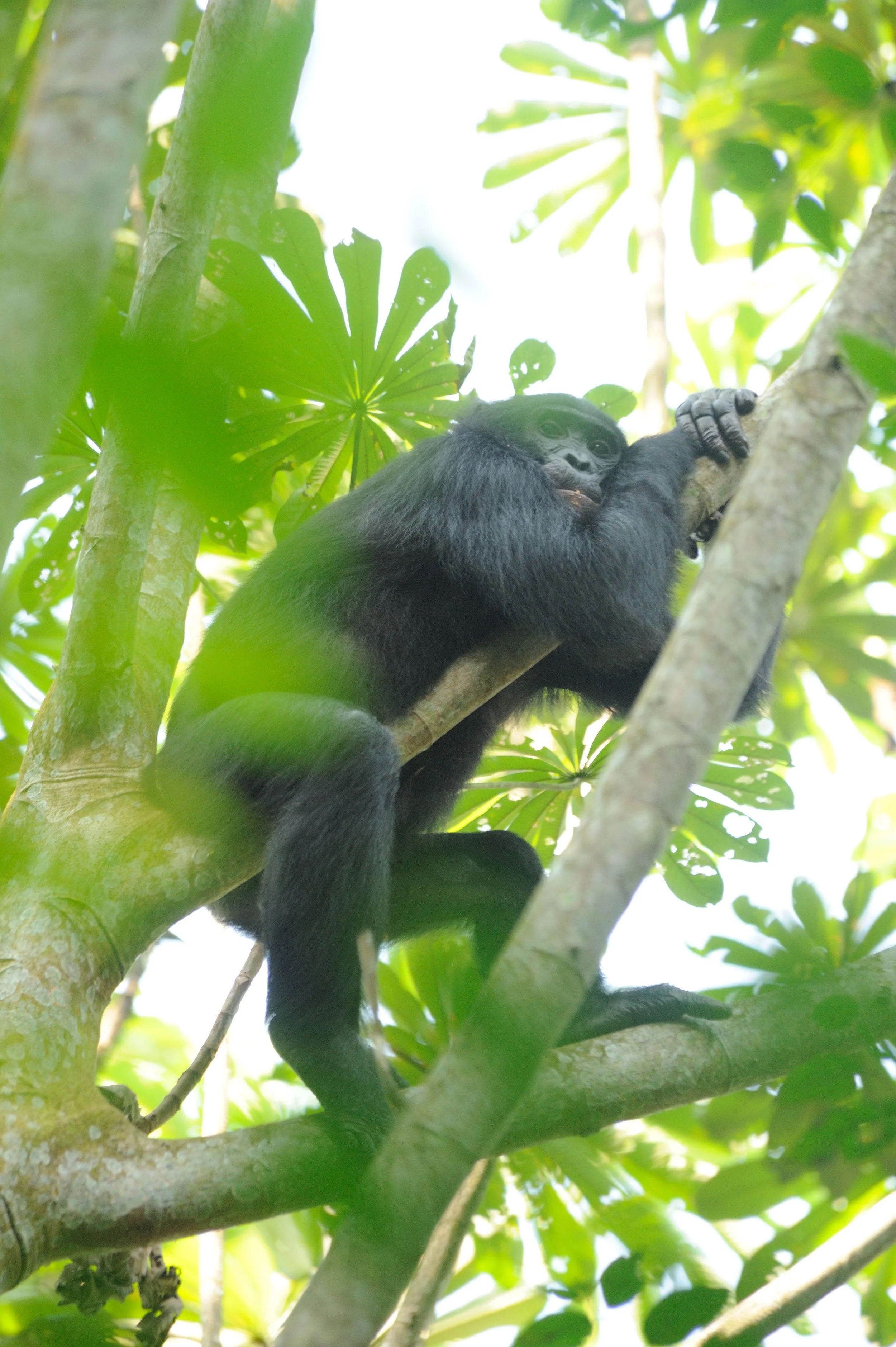 A Hunt for Gliding Prey