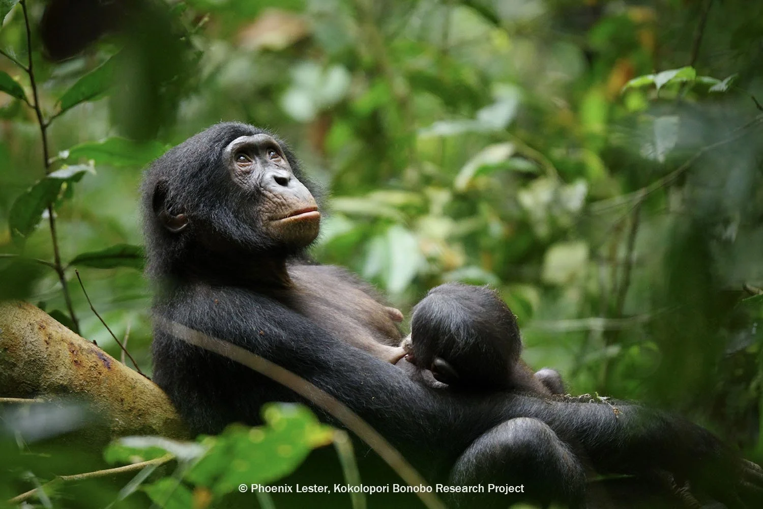 female bonobo nurses her son