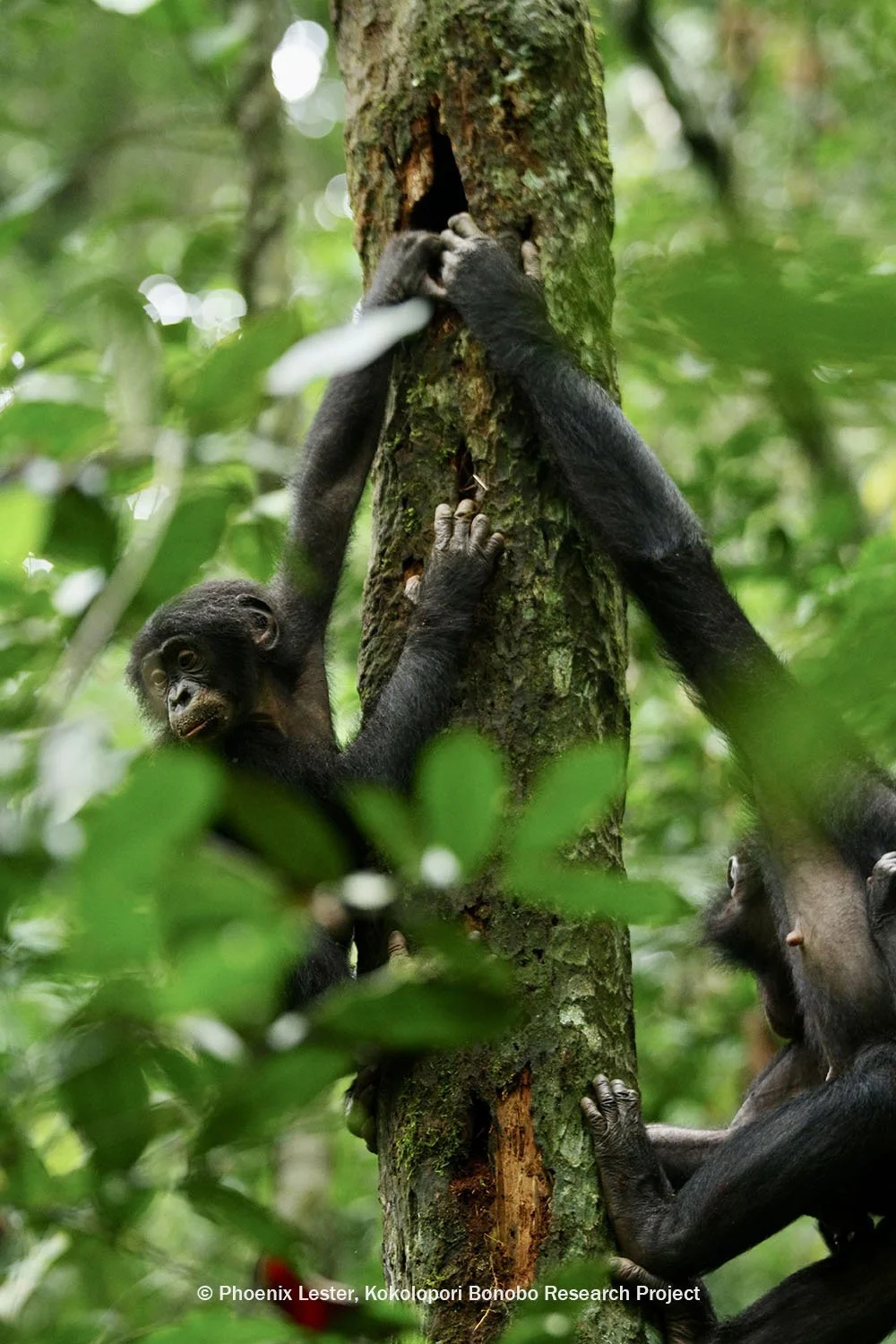 two bonobos climbing tree