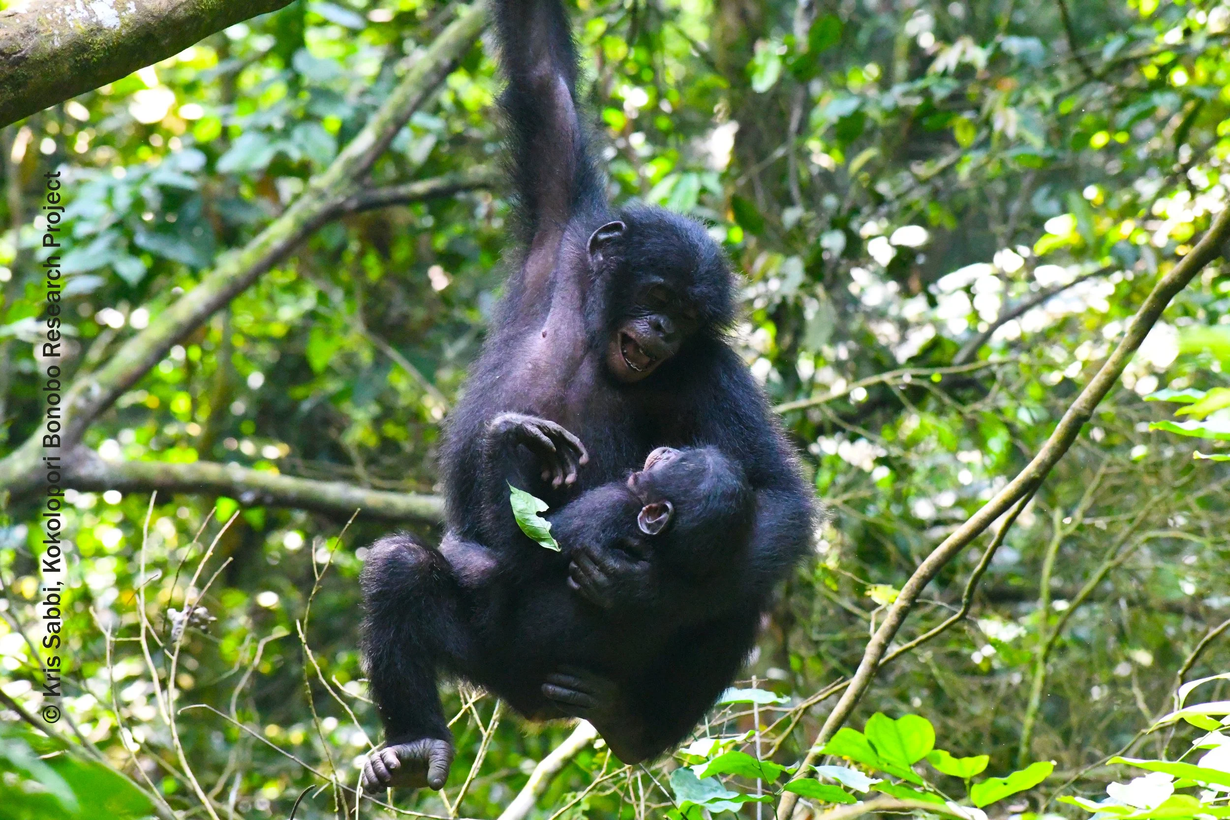 Adult and juvenile bonobo swinging from a branch