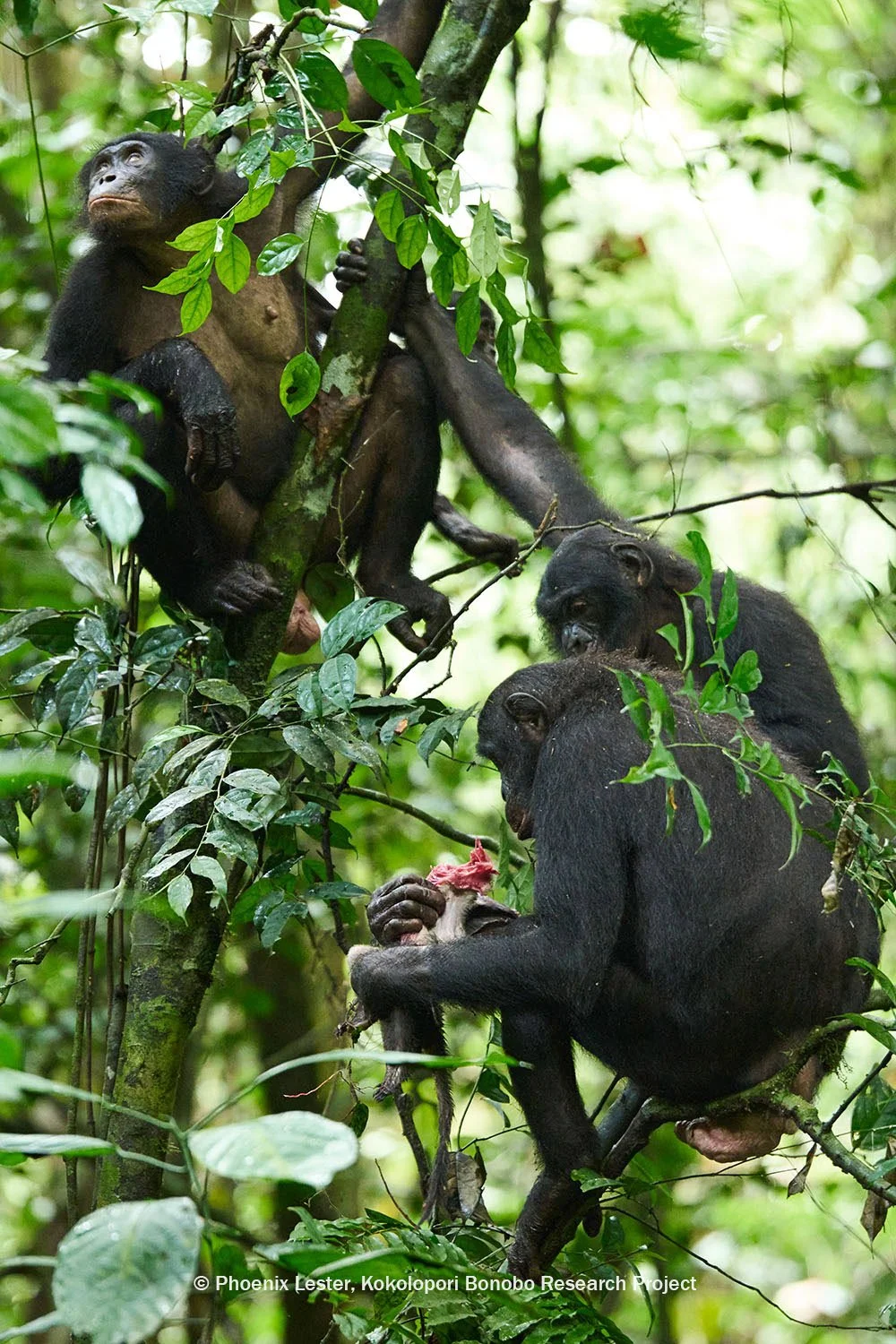 bonobo eating prey while two others observe