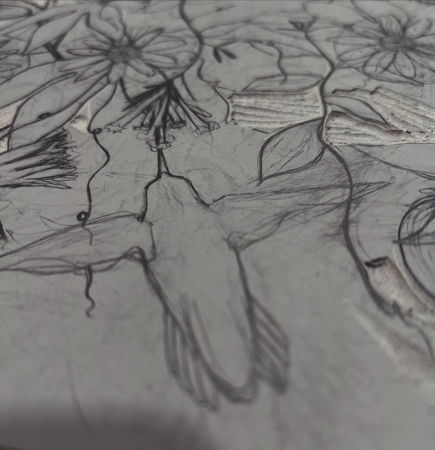 Passiflora (coming soon)