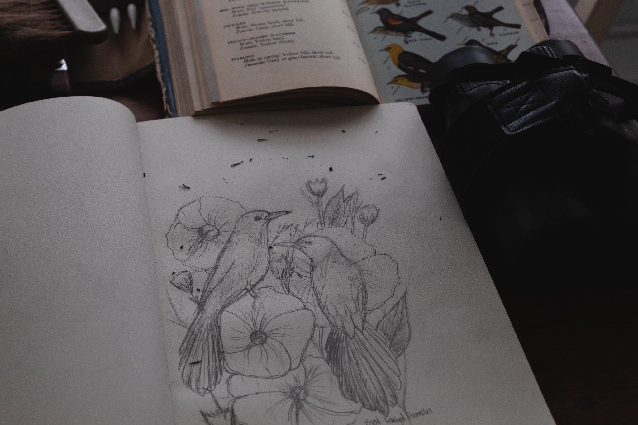 boat tailed grackles sketch