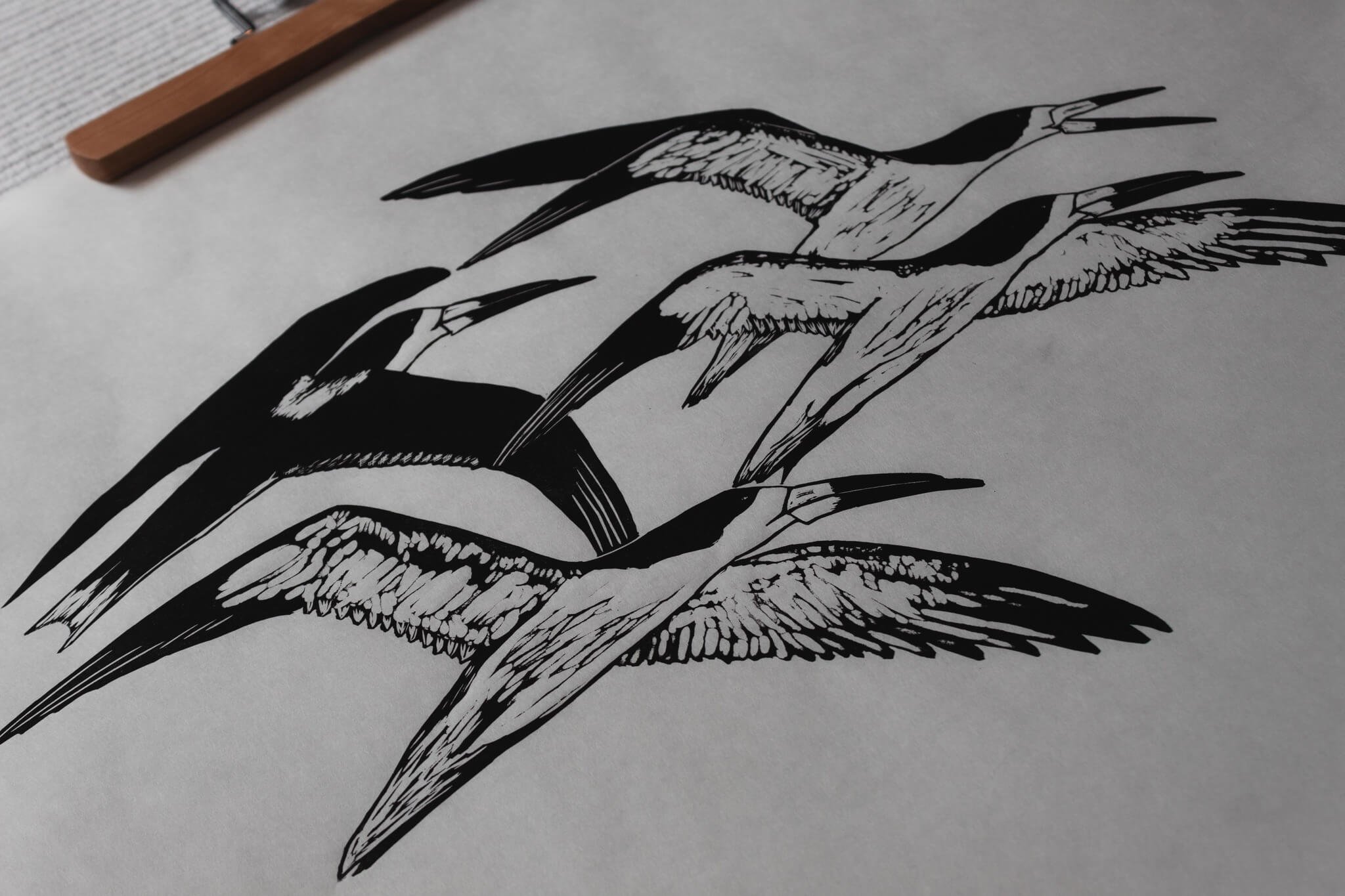 side view of black skimmers in flight