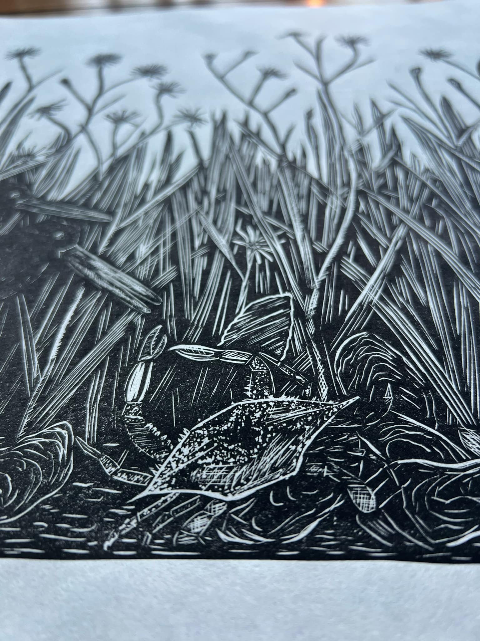 close up of oystercatcher print