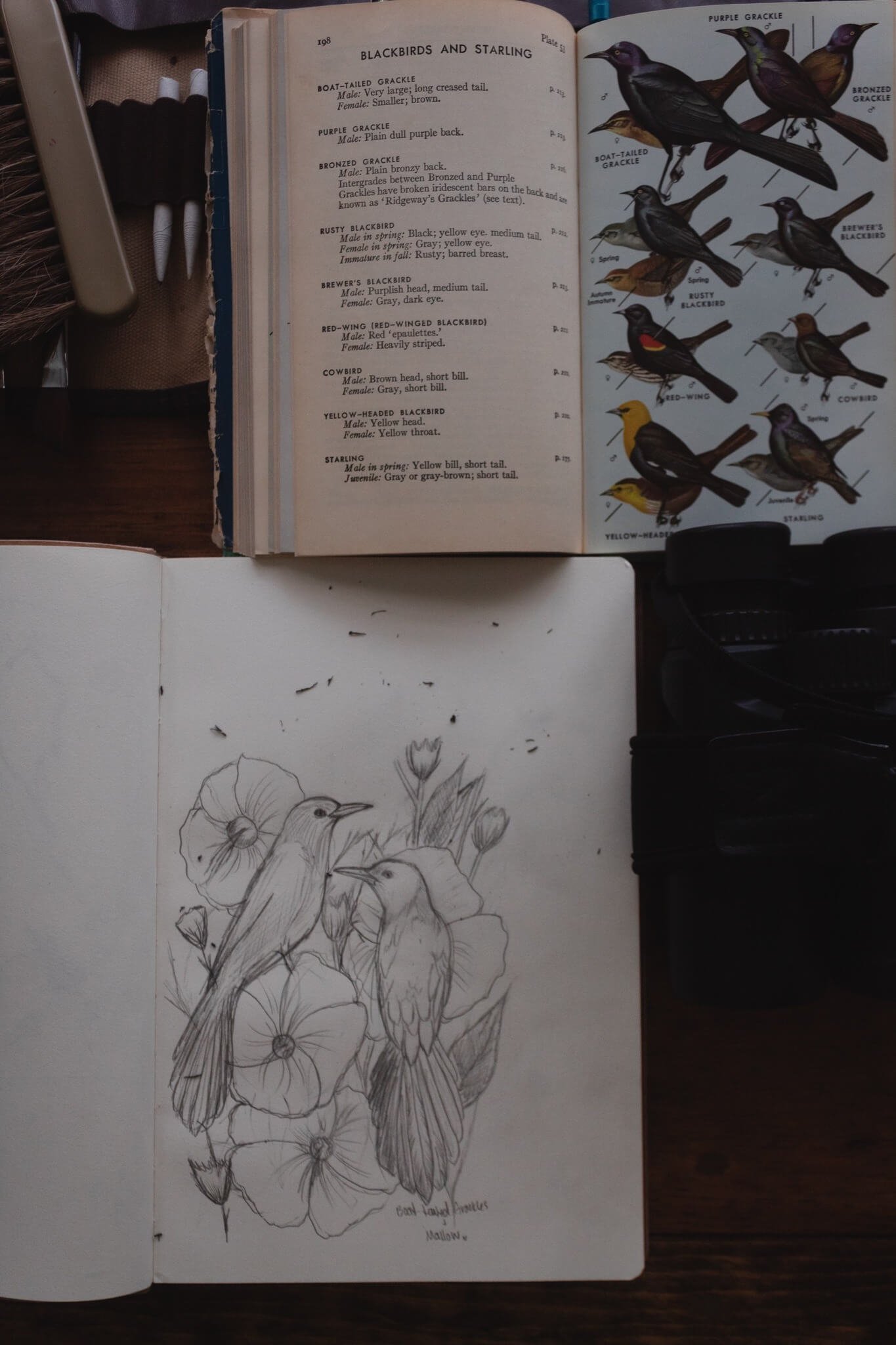 sketchbook of boat-tailed grackles and swamp mallow