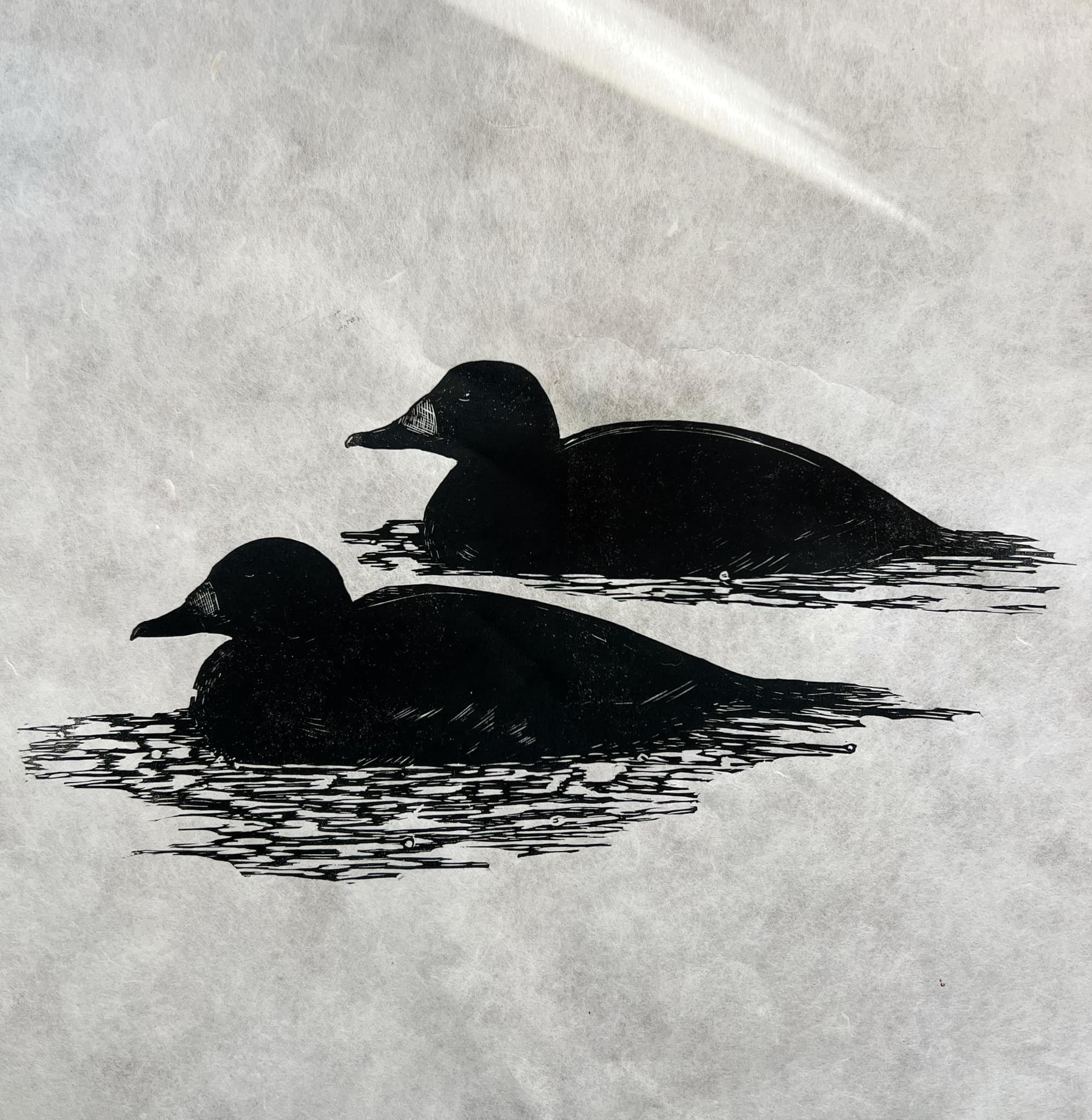 linocut print of two black scoter ducks