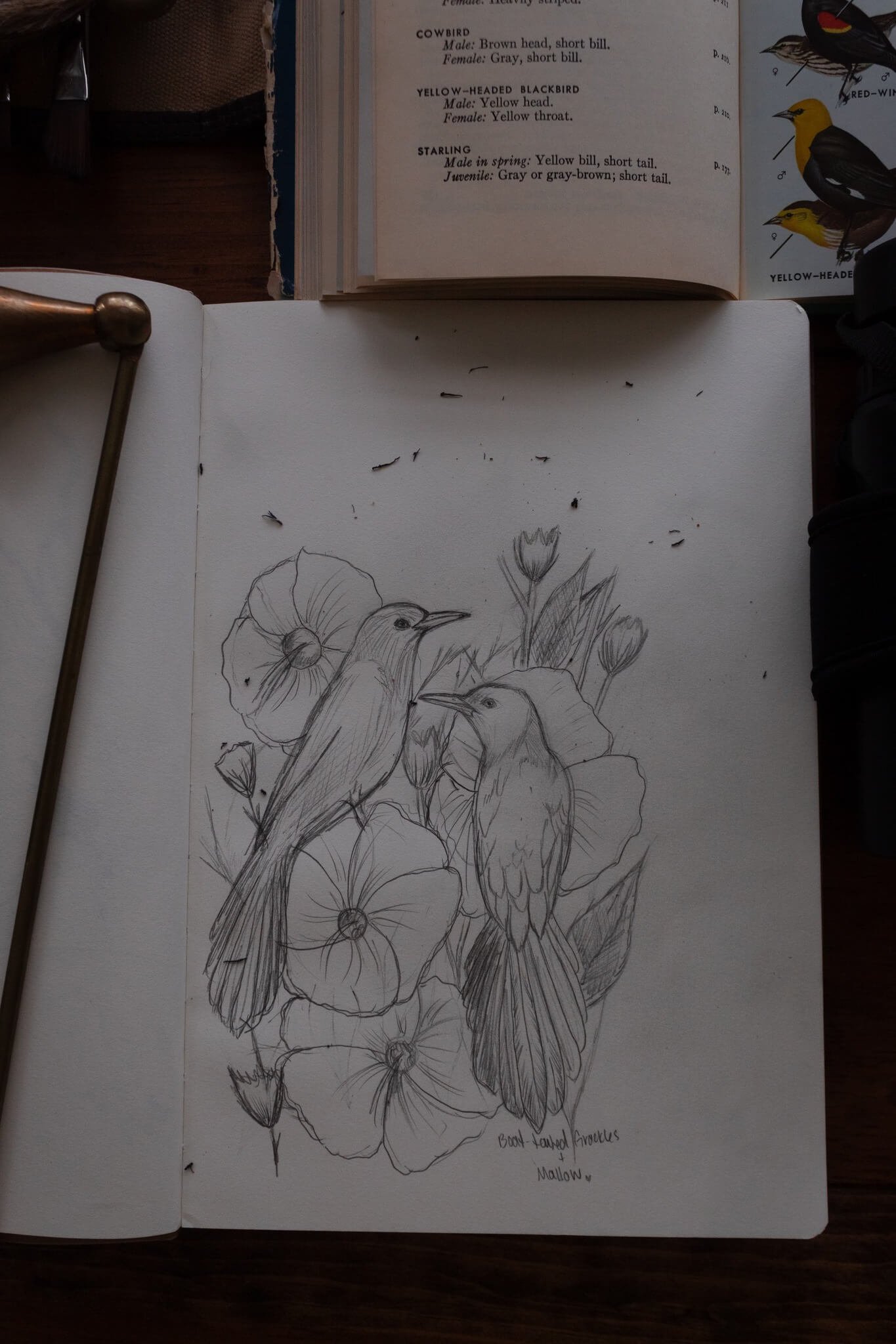 sketchbook of birds and field guide